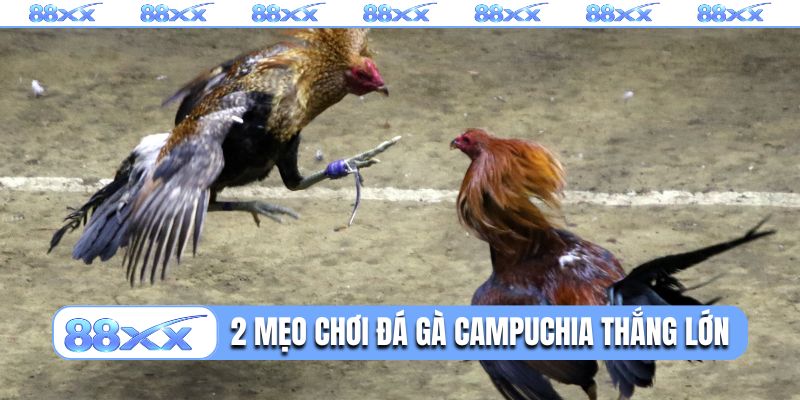 2 mẹo chơi đá gà Campuchia thắng lớn