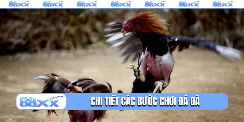 Chi tiết các bước chơi đá gà 