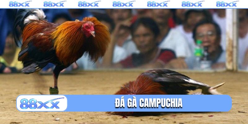 Đá gà Campuchia