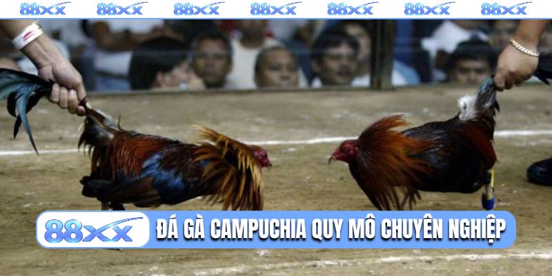 Đá gà Campuchia quy mô hoạt động chuyên nghiệp