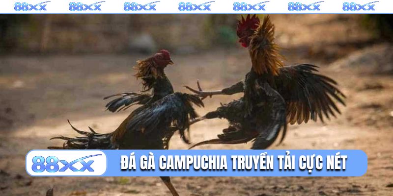 Đá gà Campuchia chất lượng truyền tải cao, sắc nét