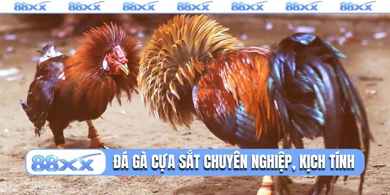 Đá gà cựa sắt chuyên nghiệp, kịch tính