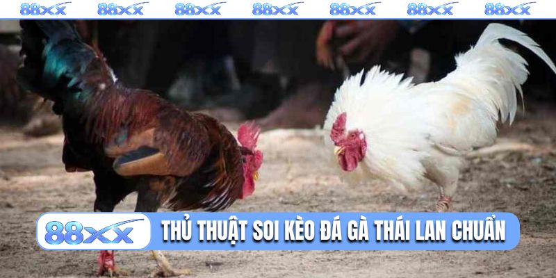 Thủ thuật soi kèo đá gà Thái Lan cực chuẩn